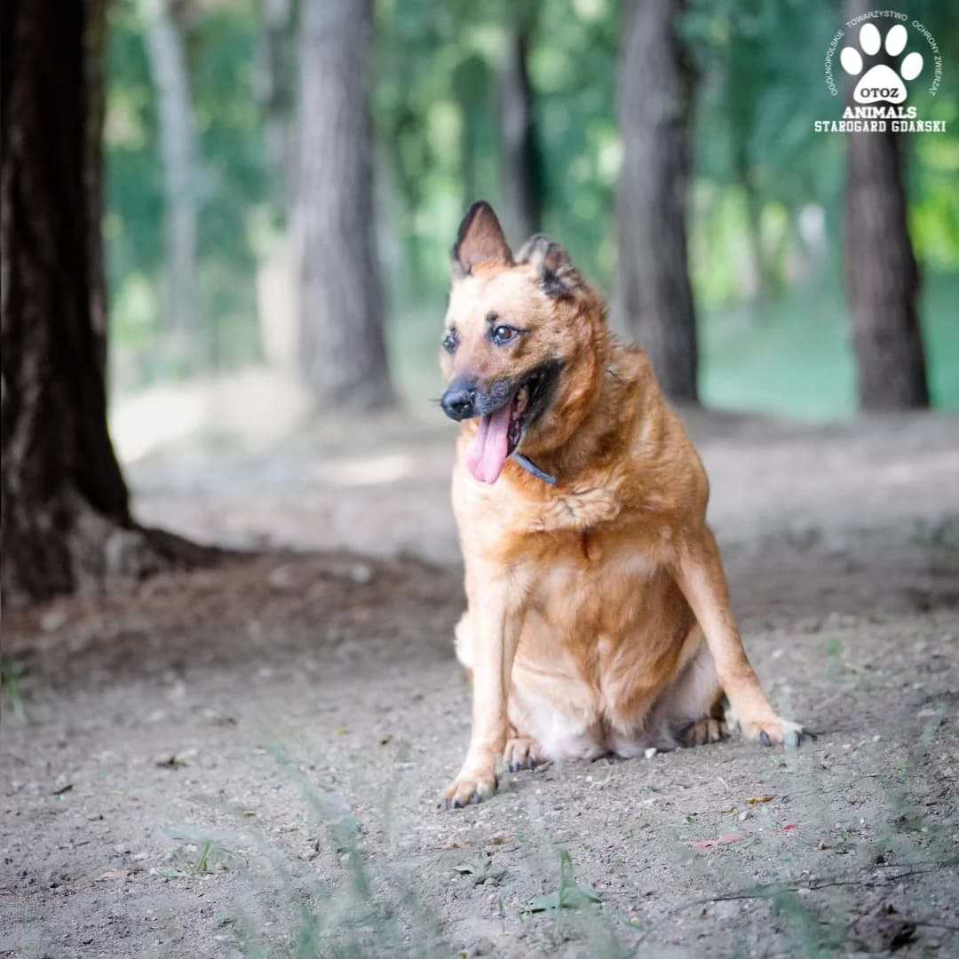 Kalina, rudy female 5yo Mixed Breed for adoption at OTOZ Animals — Schronisko w Starogardzie Gdańskim