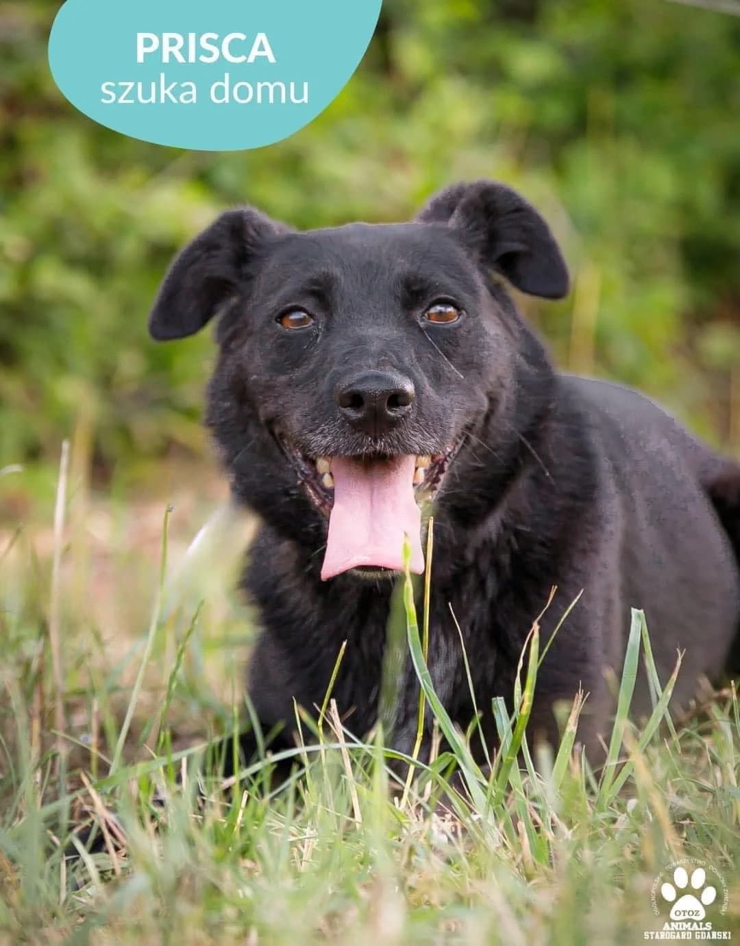 Prisca, female 5yo Mixed Breed for adoption at OTOZ Animals — Schronisko w Starogardzie Gdańskim