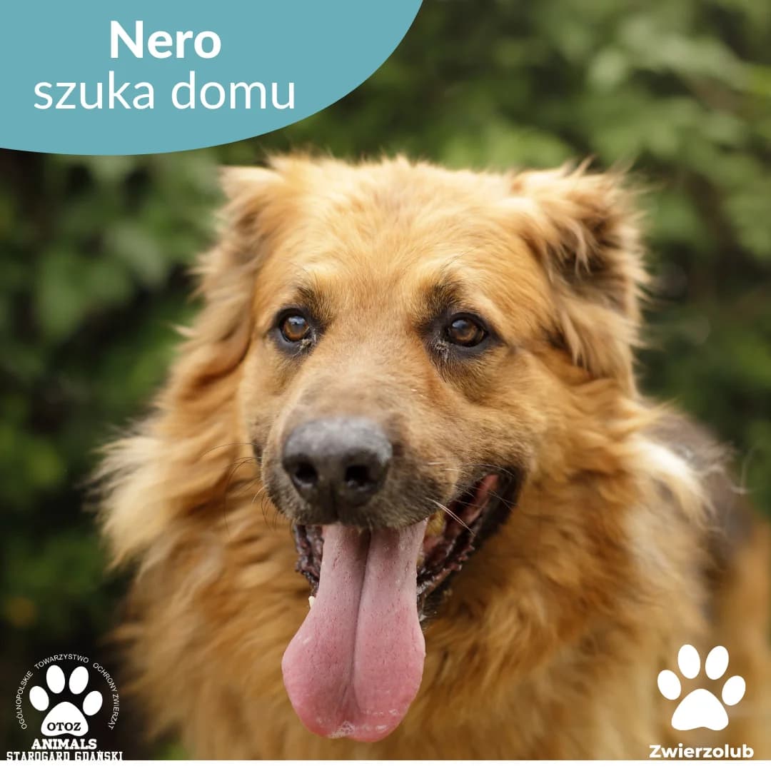 Nero, male German Shepherd for adoption at OTOZ Animals — Schronisko w Starogardzie Gdańskim