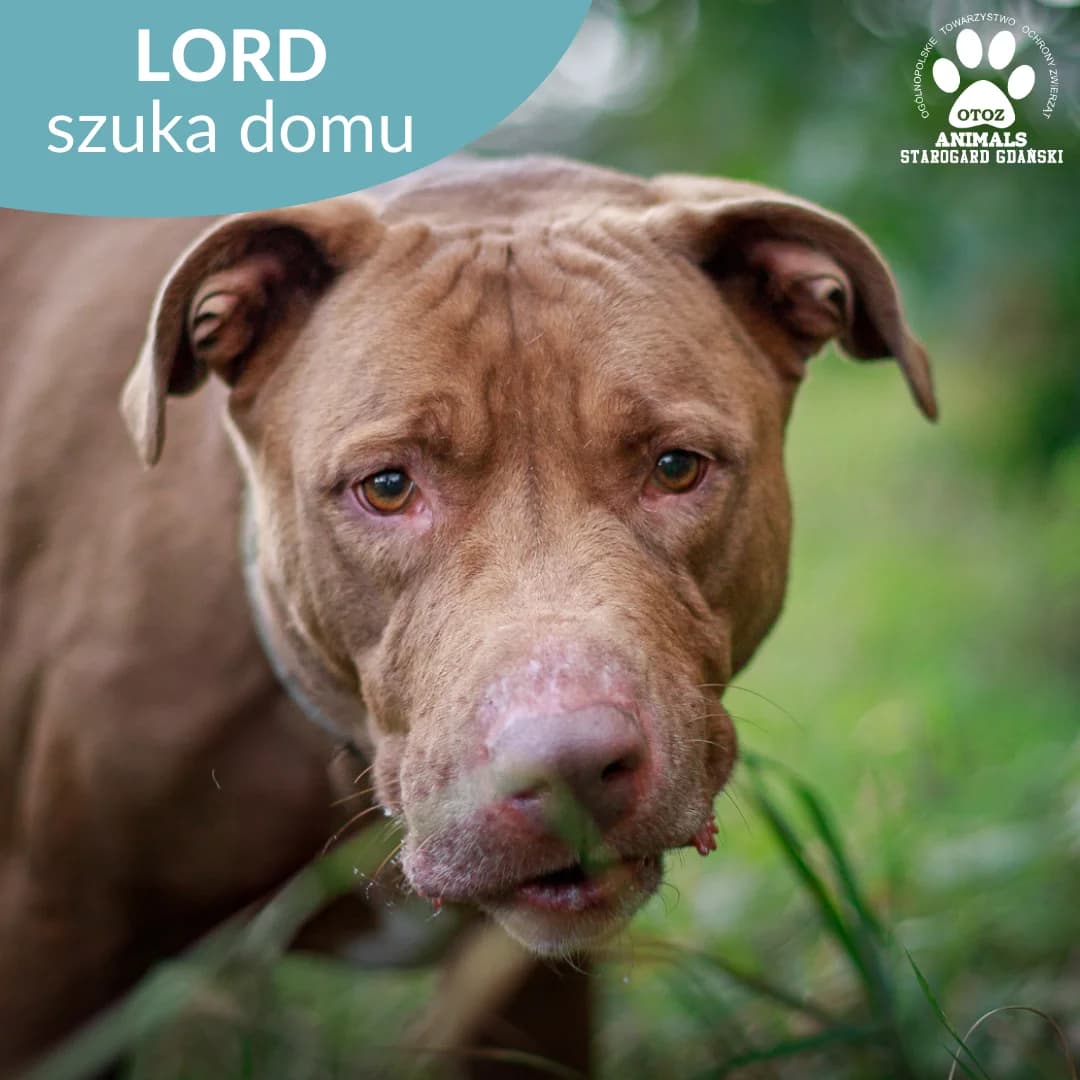 Lord, brązowy male 5yo Mixed Breed for adoption at OTOZ Animals — Schronisko w Starogardzie Gdańskim