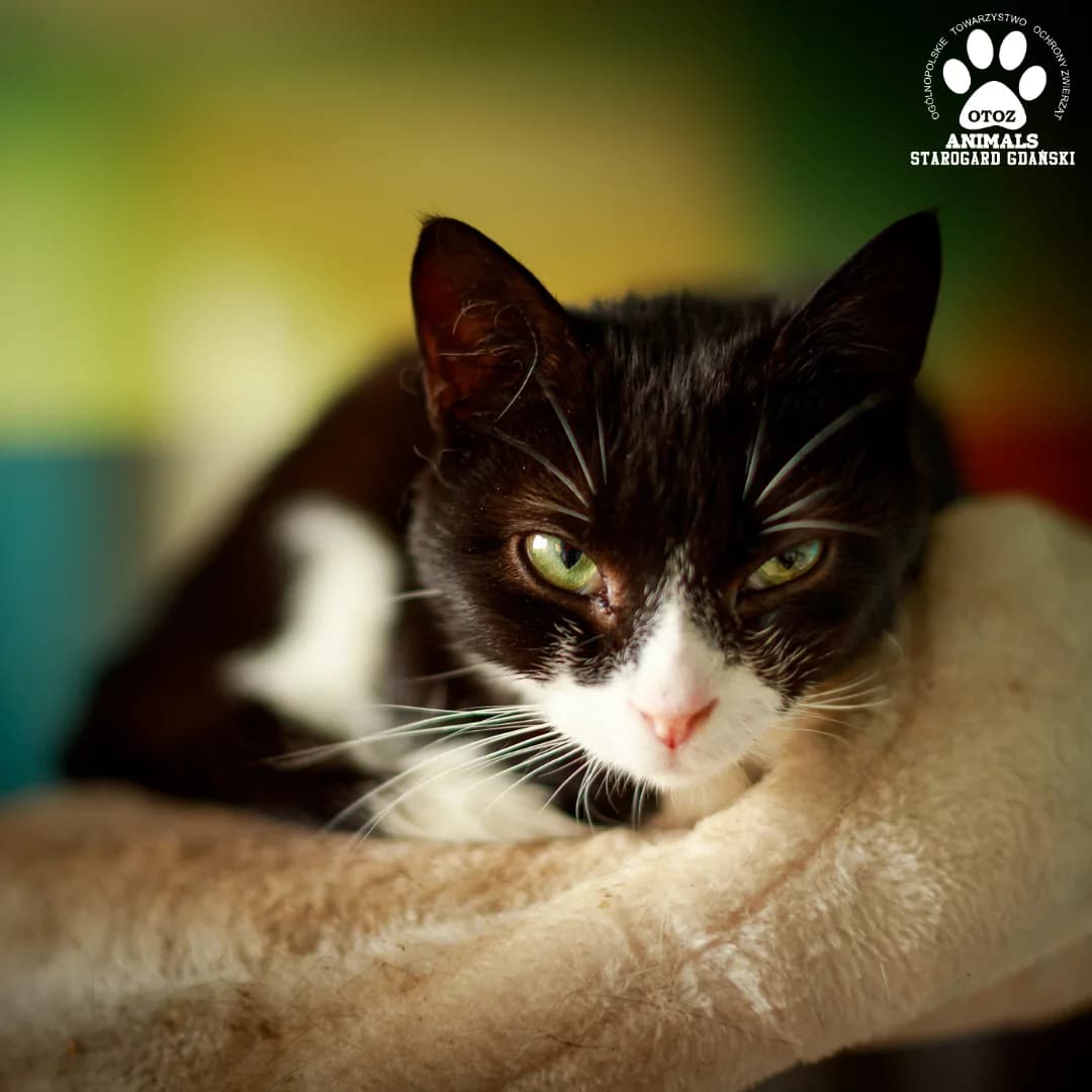 Lucyfer, male Mixed Breed for adoption at OTOZ Animals — Schronisko w Starogardzie Gdańskim