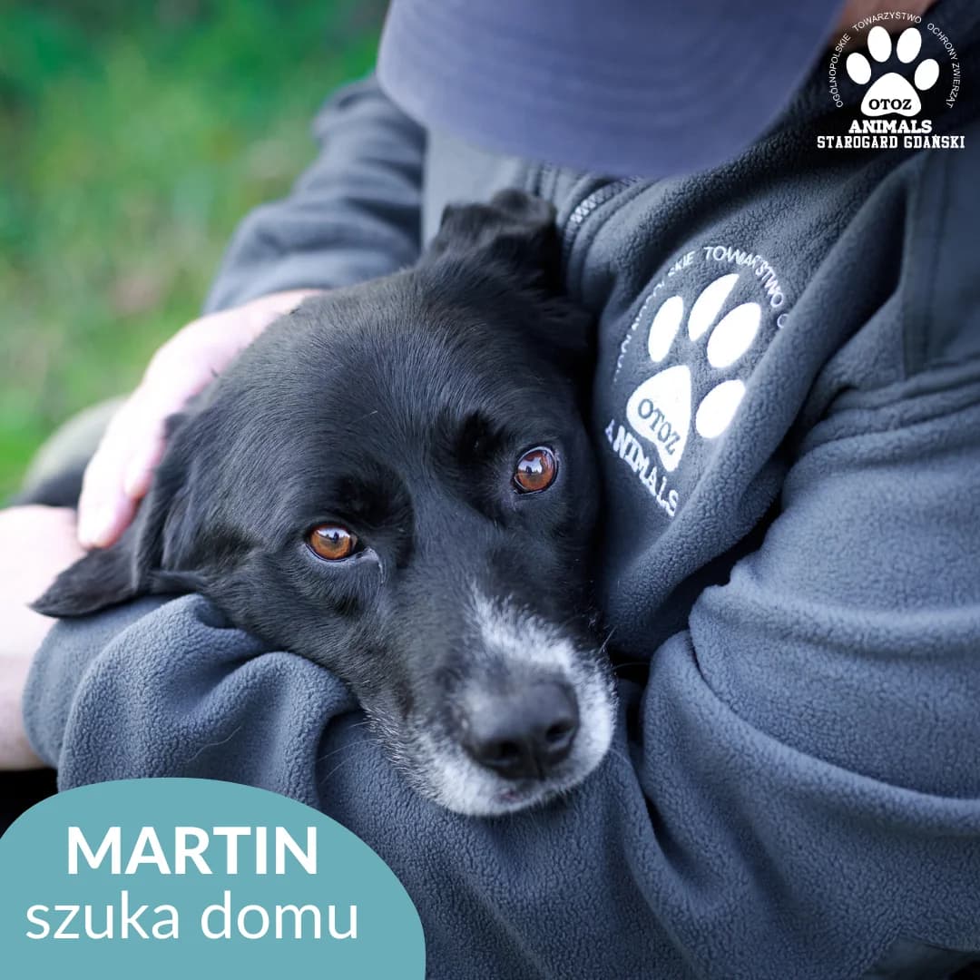 Martin, czarno-biały male 5yo Mixed Breed for adoption at OTOZ Animals — Schronisko w Starogardzie Gdańskim