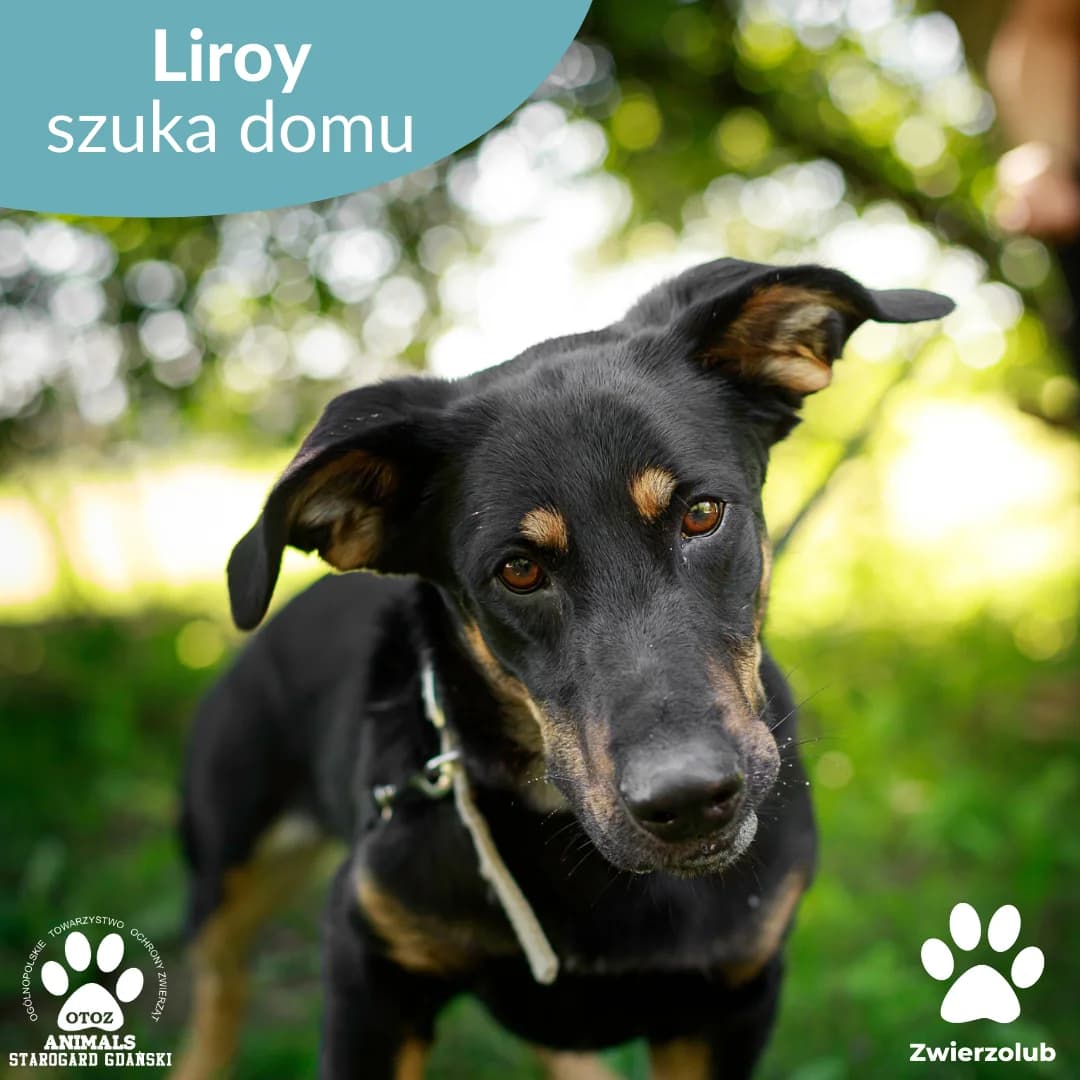 Liroy, podpalany male young Mixed Breed for adoption at OTOZ Animals — Schronisko w Starogardzie Gdańskim