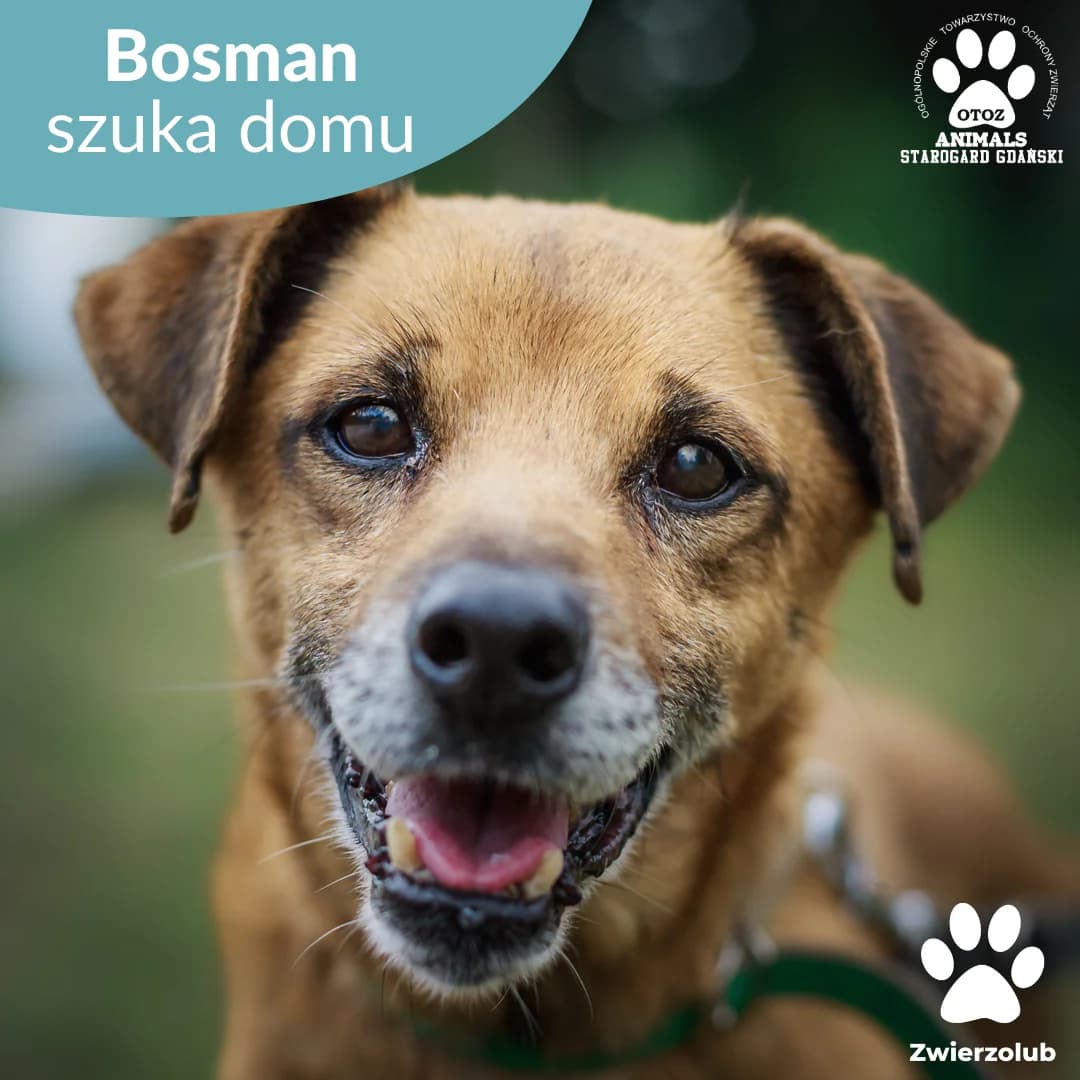 Bosman, rudy male senior Mixed Breed for adoption at OTOZ Animals — Schronisko w Starogardzie Gdańskim