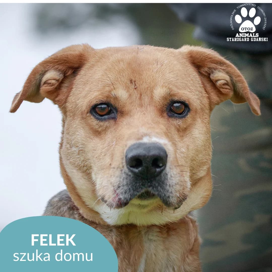 Felek, podpalany male 5yo Mixed Breed for adoption at OTOZ Animals — Schronisko w Starogardzie Gdańskim