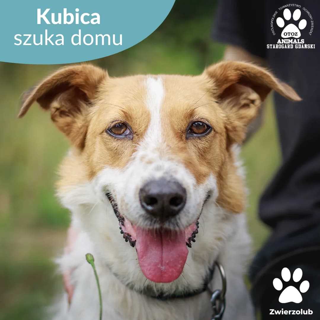 Kubica, w łaty male 5yo Mixed Breed for adoption at OTOZ Animals — Schronisko w Starogardzie Gdańskim