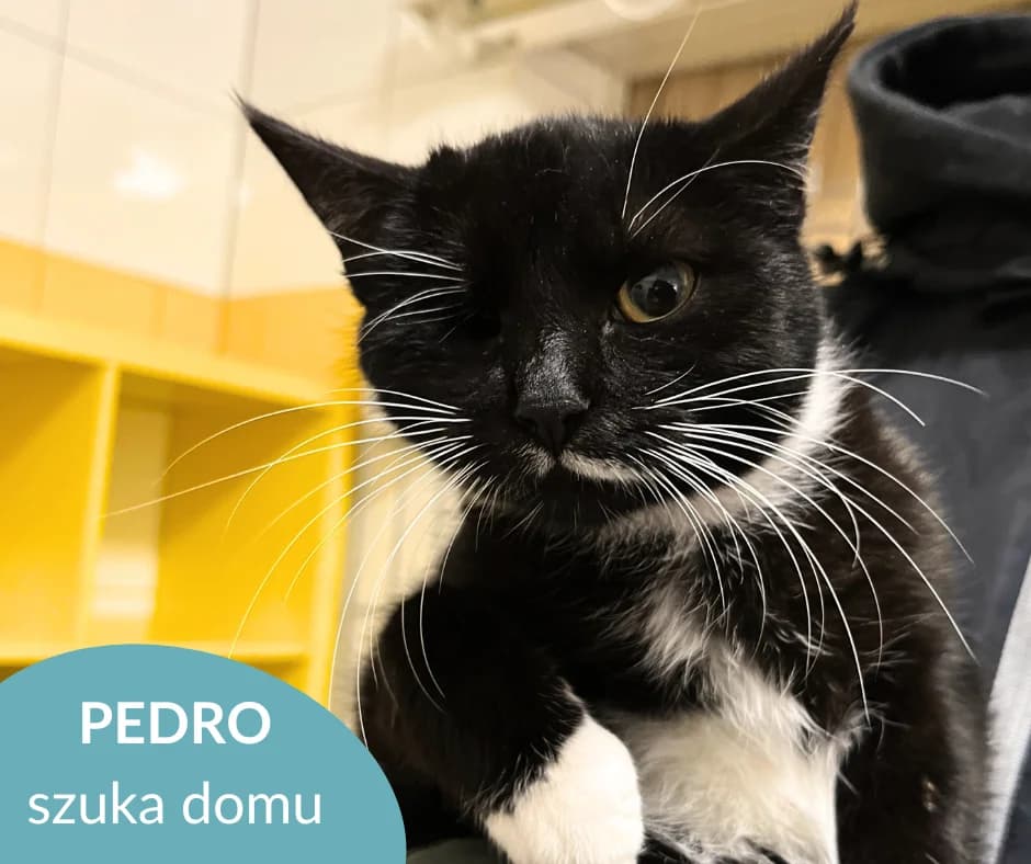 Ifi, male Mixed Breed for adoption at OTOZ Animals — Schronisko w Starogardzie Gdańskim