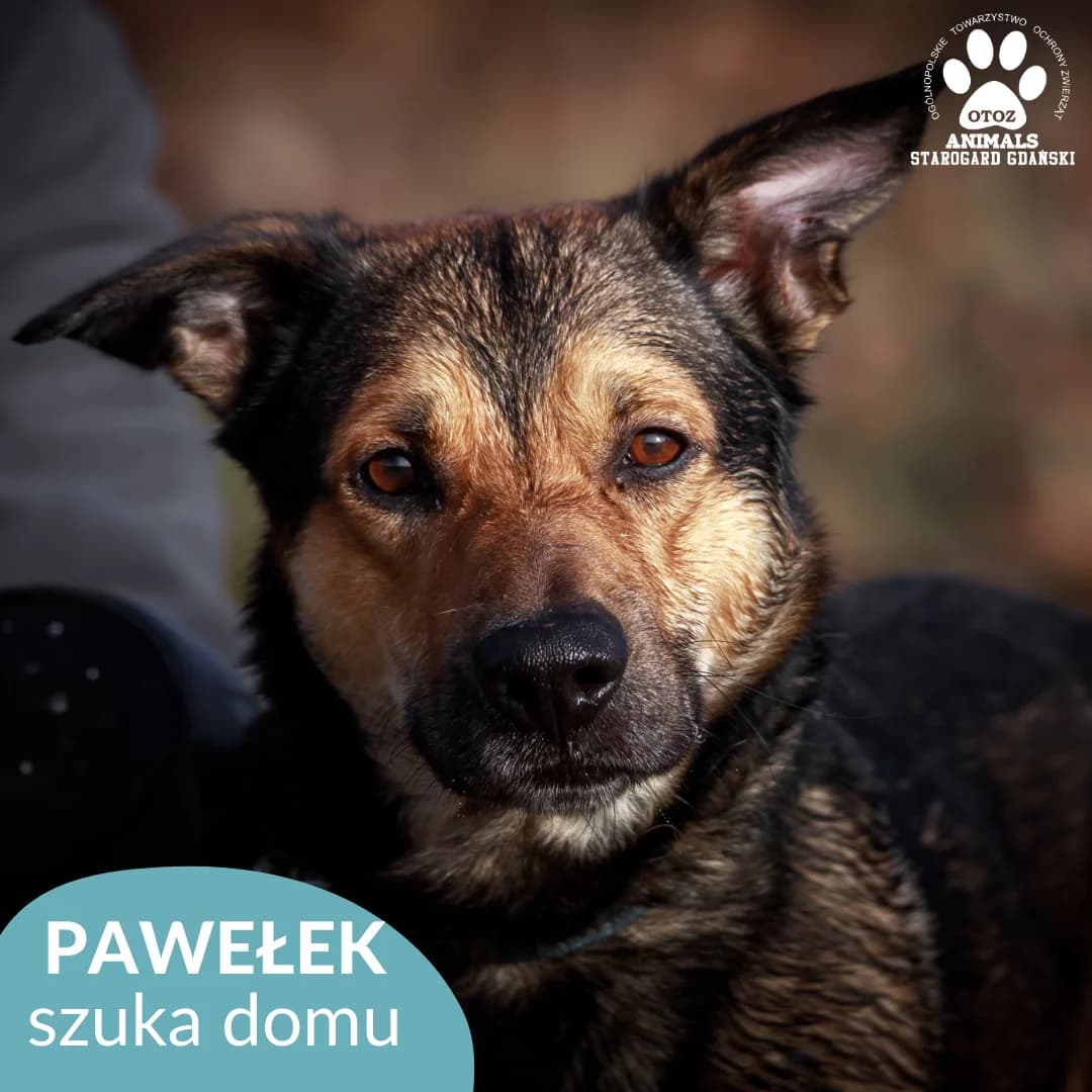 Pawełek, male young Mixed Breed for adoption at OTOZ Animals — Schronisko w Starogardzie Gdańskim