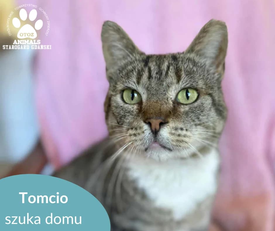Tomcio, male Mixed Breed for adoption at OTOZ Animals — Schronisko w Starogardzie Gdańskim
