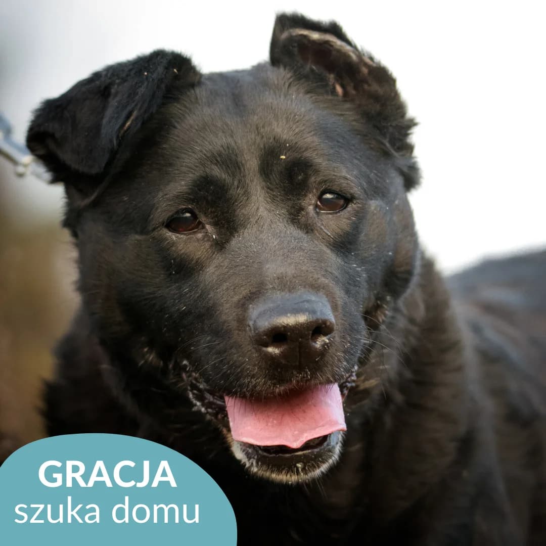 Gracja, female 5yo Mixed Breed for adoption at OTOZ Animals — Schronisko w Starogardzie Gdańskim