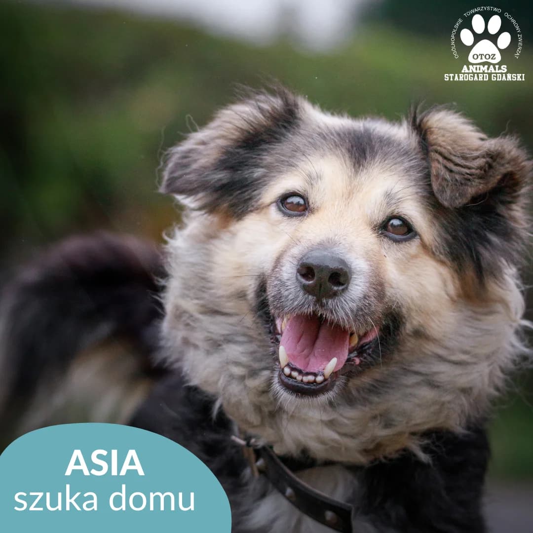 Asia, female 5yo Mixed Breed for adoption at OTOZ Animals — Schronisko w Starogardzie Gdańskim