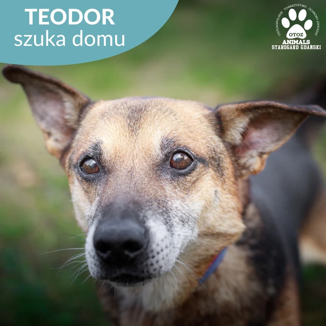 Teodor, male senior Mixed Breed for adoption at OTOZ Animals — Schronisko w Starogardzie Gdańskim