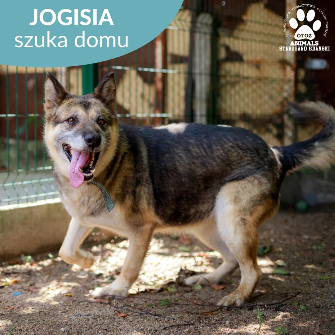 Jogisia, female senior Mixed Breed for adoption at OTOZ Animals — Schronisko w Starogardzie Gdańskim