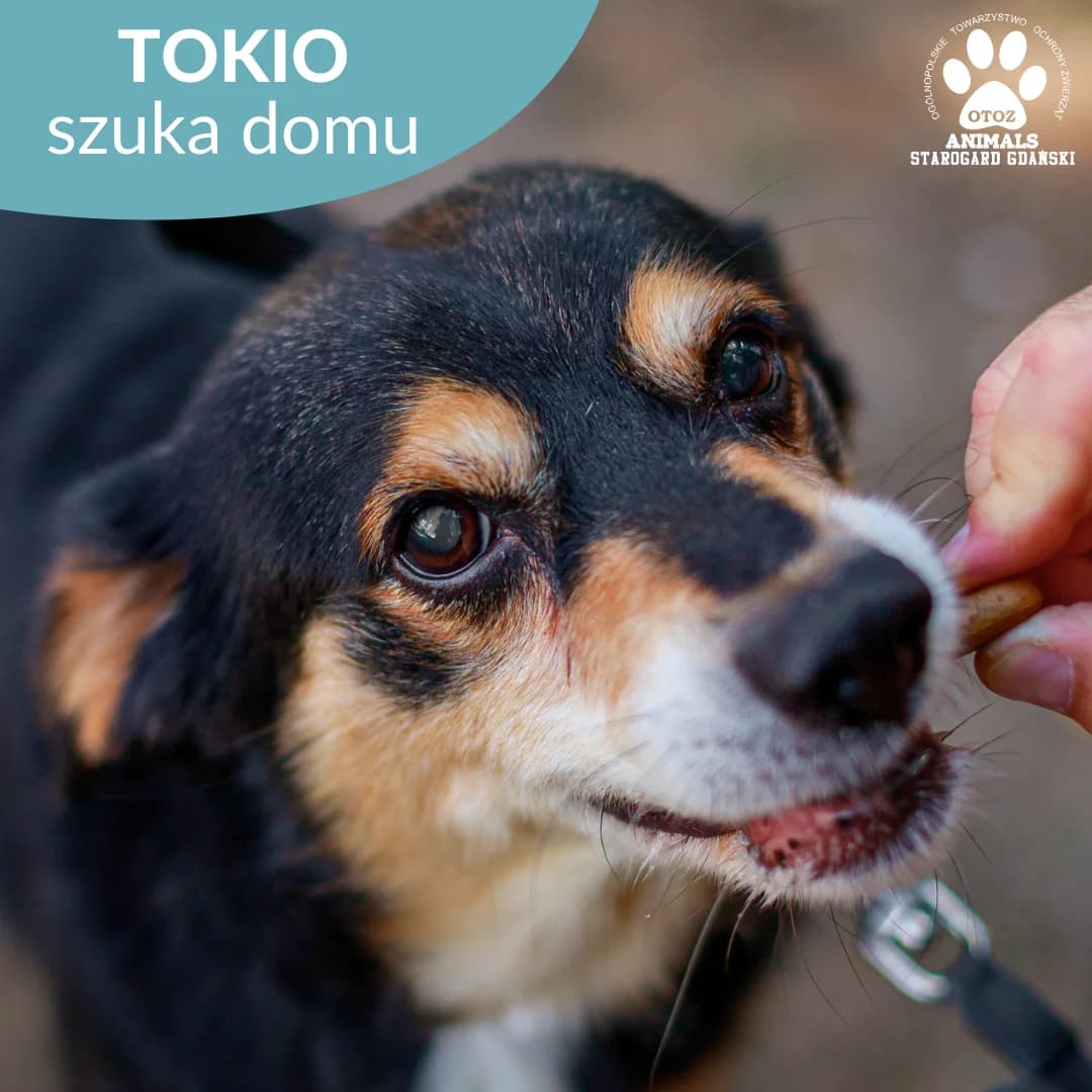 Tokio, male 5yo Mixed Breed for adoption at OTOZ Animals — Schronisko w Starogardzie Gdańskim