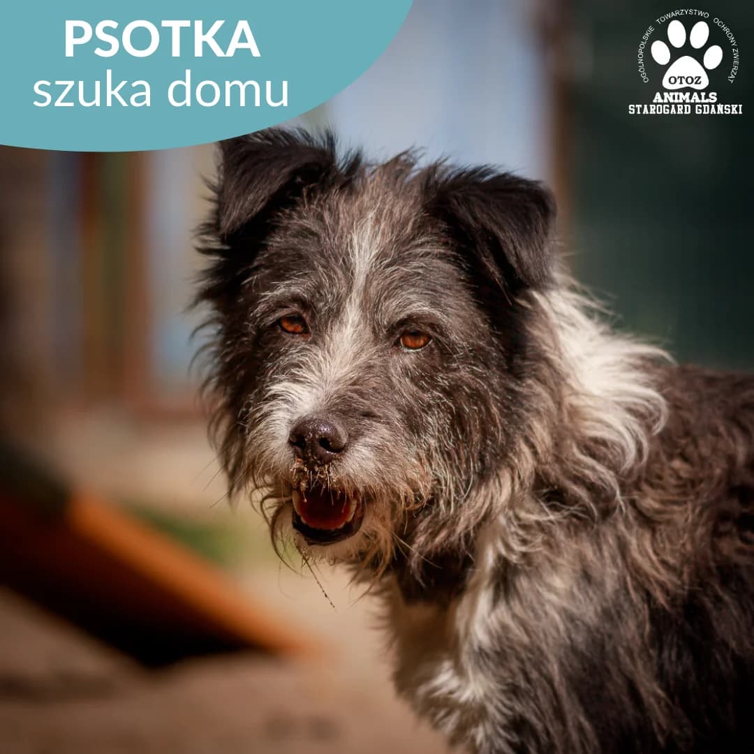 Psotka, female 5yo Mixed Breed for adoption at OTOZ Animals — Schronisko w Starogardzie Gdańskim