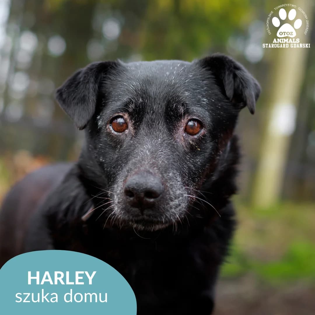 Harley, male 5yo Mixed Breed for adoption at OTOZ Animals — Schronisko w Starogardzie Gdańskim