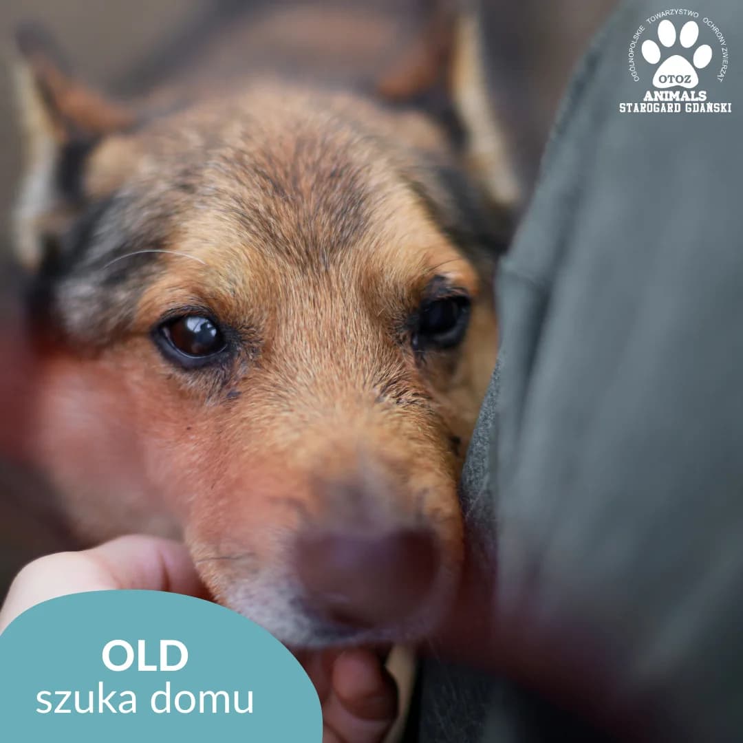 Old, male 5yo Mixed Breed for adoption at OTOZ Animals — Schronisko w Starogardzie Gdańskim