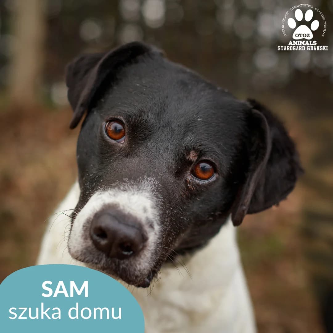Sam, w łaty male 5yo Mixed Breed for adoption at OTOZ Animals — Schronisko w Starogardzie Gdańskim