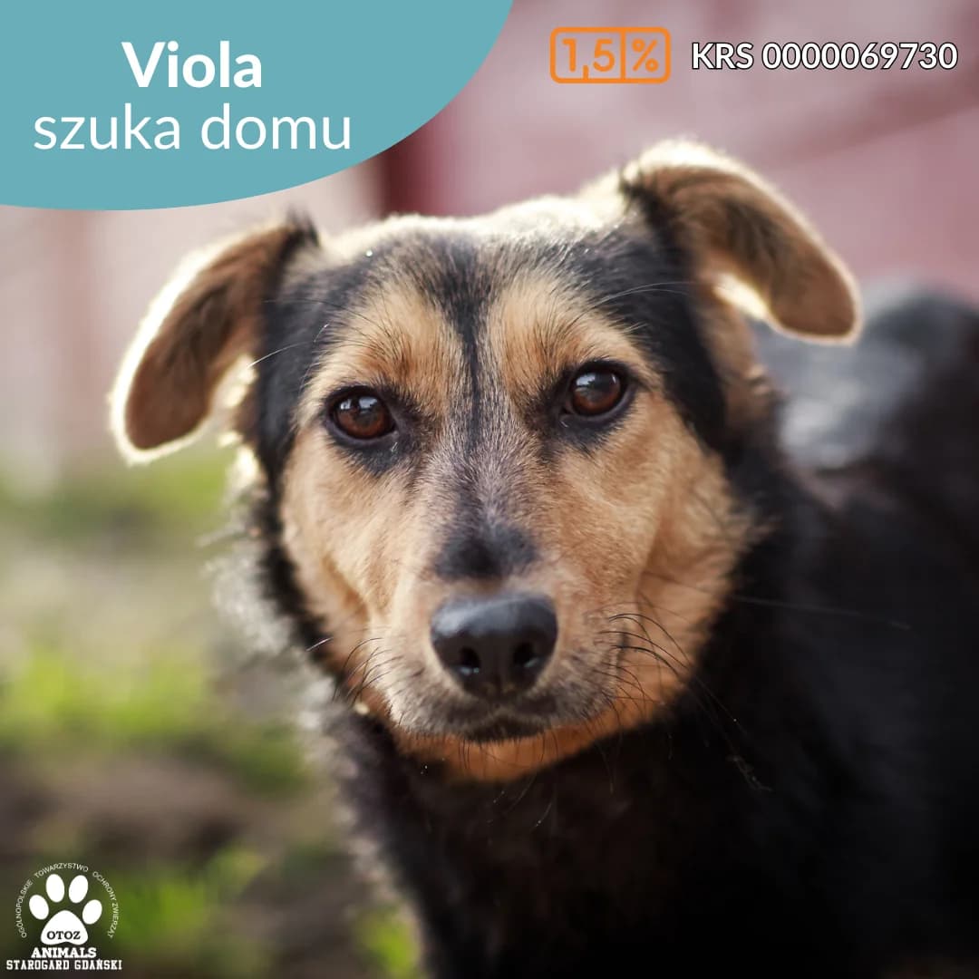 Viola, podpalany female young Mixed Breed for adoption at OTOZ Animals — Schronisko w Starogardzie Gdańskim