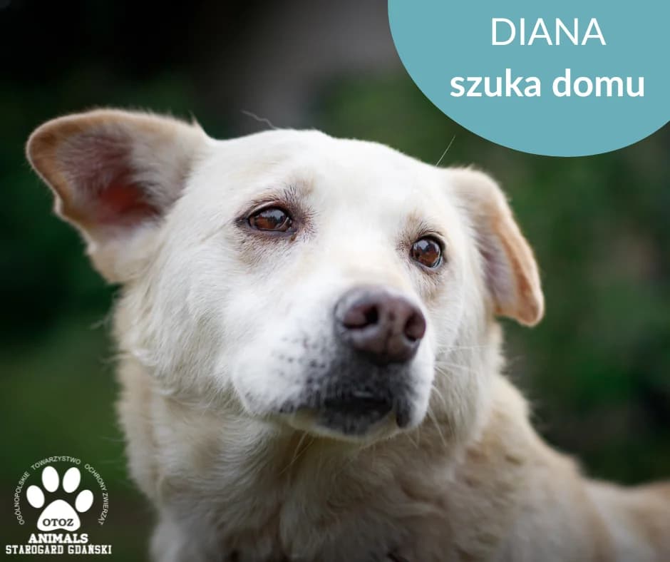 Diana, biały female senior Mixed Breed for adoption at OTOZ Animals — Schronisko w Starogardzie Gdańskim