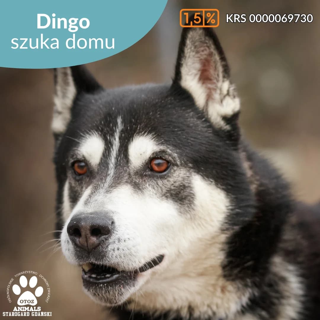 Dingo, male senior Mixed Breed for adoption at OTOZ Animals — Schronisko w Starogardzie Gdańskim