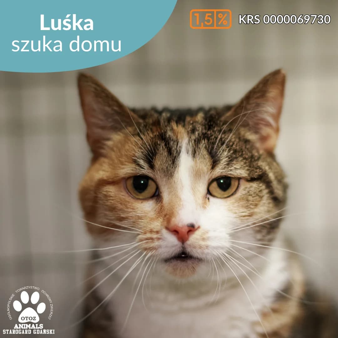Luśka, female 5yo Mixed Breed for adoption at OTOZ Animals — Schronisko w Starogardzie Gdańskim