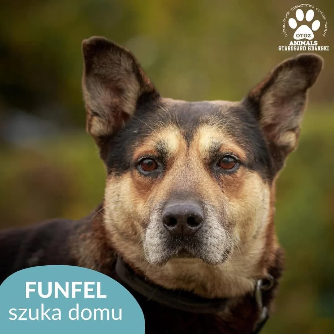Funfel, male 5yo Mixed Breed for adoption at OTOZ Animals — Schronisko w Starogardzie Gdańskim