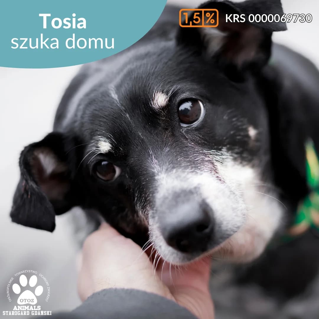 Tosia, czarno-biały female 5yo Mixed Breed for adoption at OTOZ Animals — Schronisko w Starogardzie Gdańskim