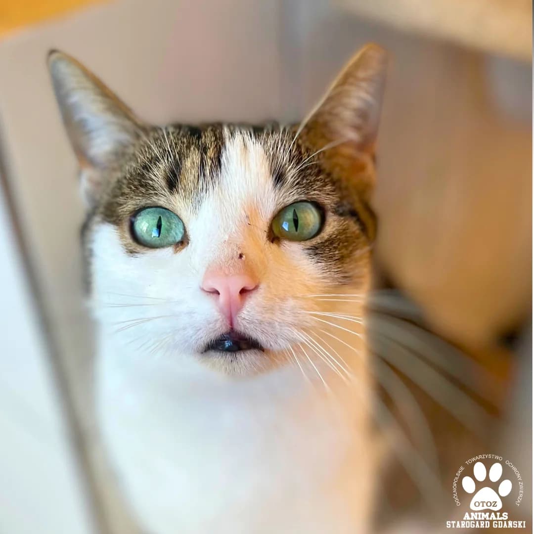 Fala, female Mixed Breed for adoption at OTOZ Animals — Schronisko w Starogardzie Gdańskim