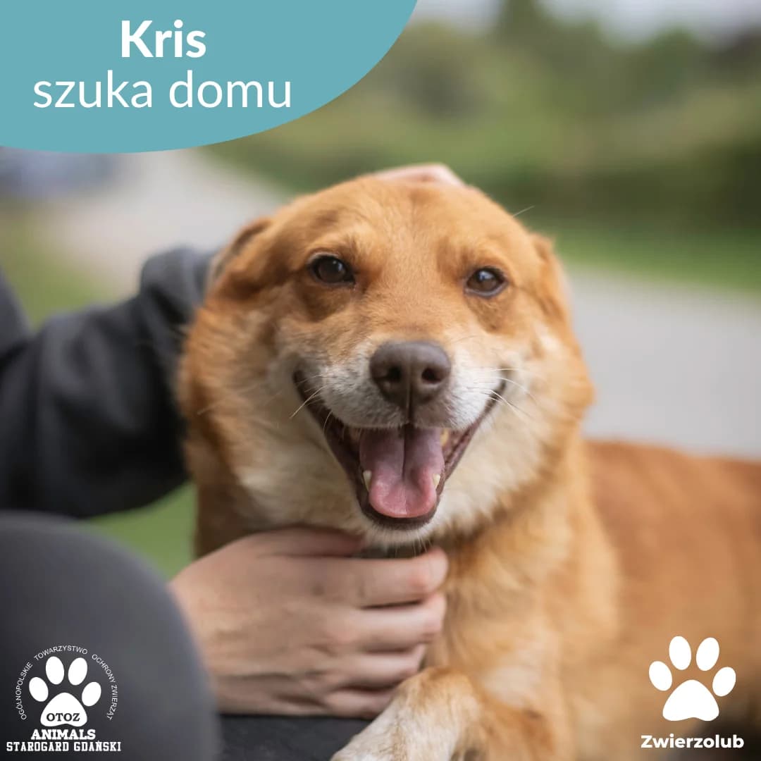 Kris, rudy male 5yo Mixed Breed for adoption at OTOZ Animals — Schronisko w Starogardzie Gdańskim