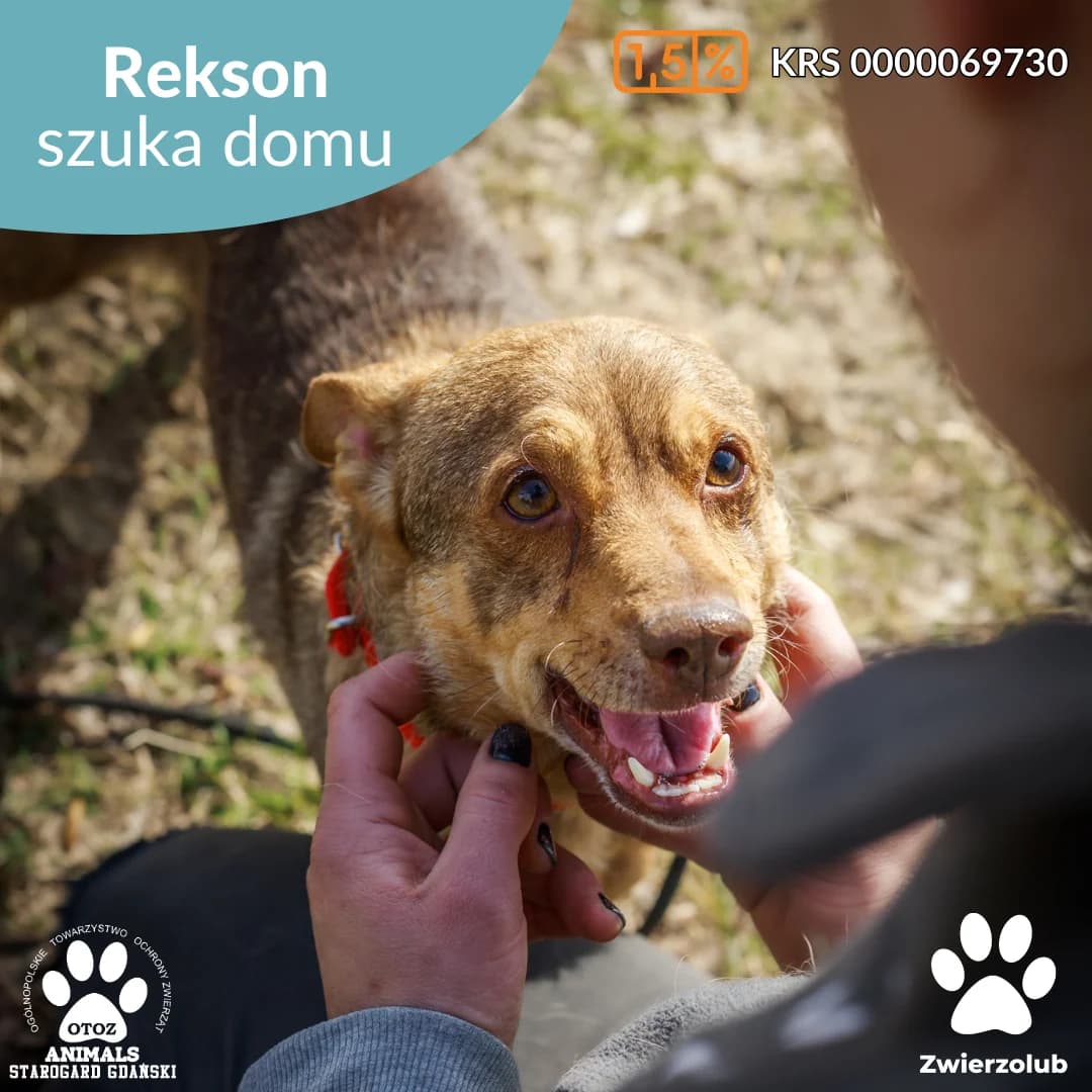 Rekson, brązowy male 5yo Mixed Breed for adoption at OTOZ Animals — Schronisko w Starogardzie Gdańskim