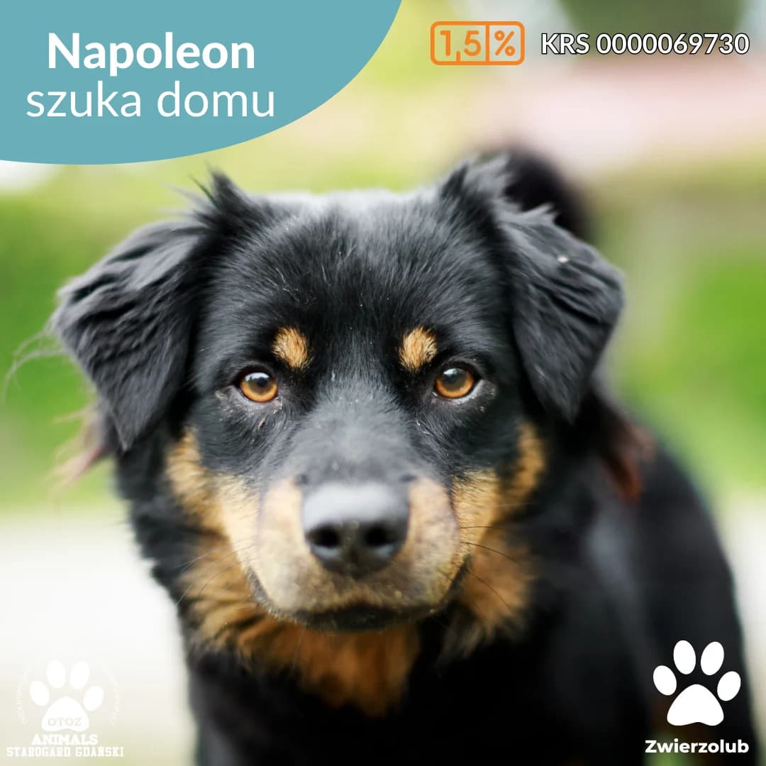 Napoleon, male young Mixed Breed for adoption at OTOZ Animals — Schronisko w Starogardzie Gdańskim