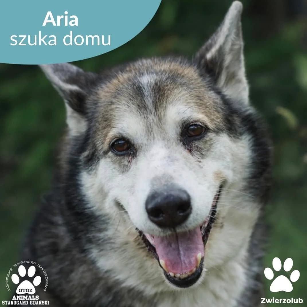 Aria, beżowy female senior Husky for adoption at OTOZ Animals — Schronisko w Starogardzie Gdańskim