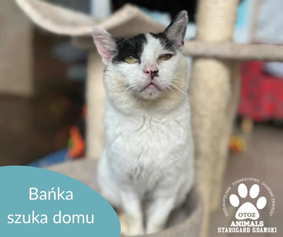 Bańka, w łaty female Mixed Breed for adoption at OTOZ Animals — Schronisko w Starogardzie Gdańskim