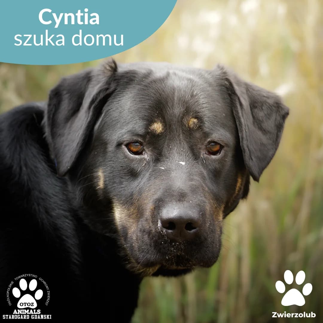 Cyntia, female 5yo Mixed Breed for adoption at OTOZ Animals — Schronisko w Starogardzie Gdańskim