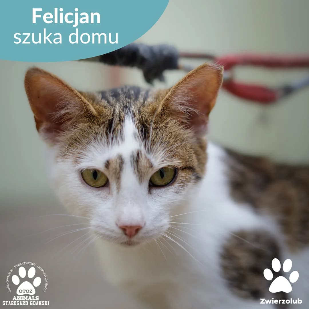 Felicjan, male Mixed Breed for adoption at OTOZ Animals — Schronisko w Starogardzie Gdańskim