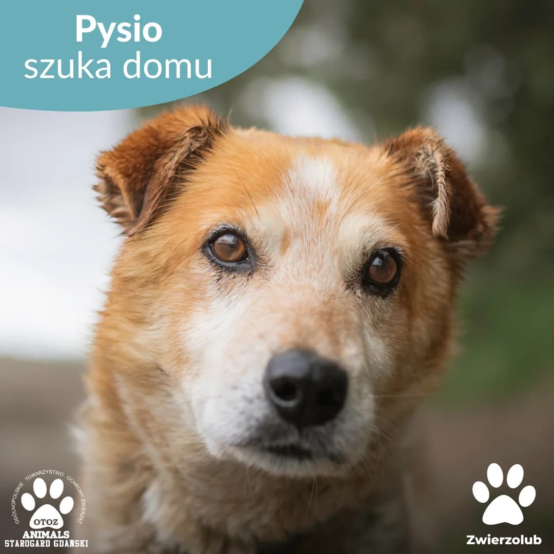 Pysio, male 5yo Mixed Breed for adoption at OTOZ Animals — Schronisko w Starogardzie Gdańskim