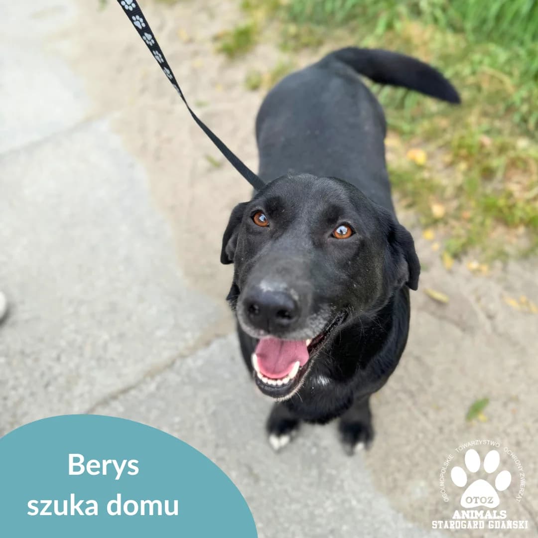 Berys, male 5yo Mixed Breed for adoption at OTOZ Animals — Schronisko w Starogardzie Gdańskim