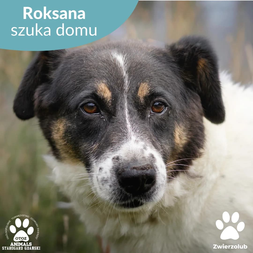 Roksana, czarno-biały female 5yo Mixed Breed for adoption at OTOZ Animals — Schronisko w Starogardzie Gdańskim