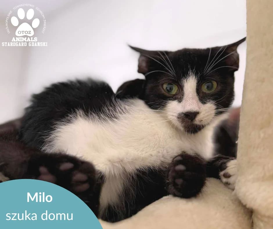 Milo, male young Mixed Breed for adoption at OTOZ Animals — Schronisko w Starogardzie Gdańskim