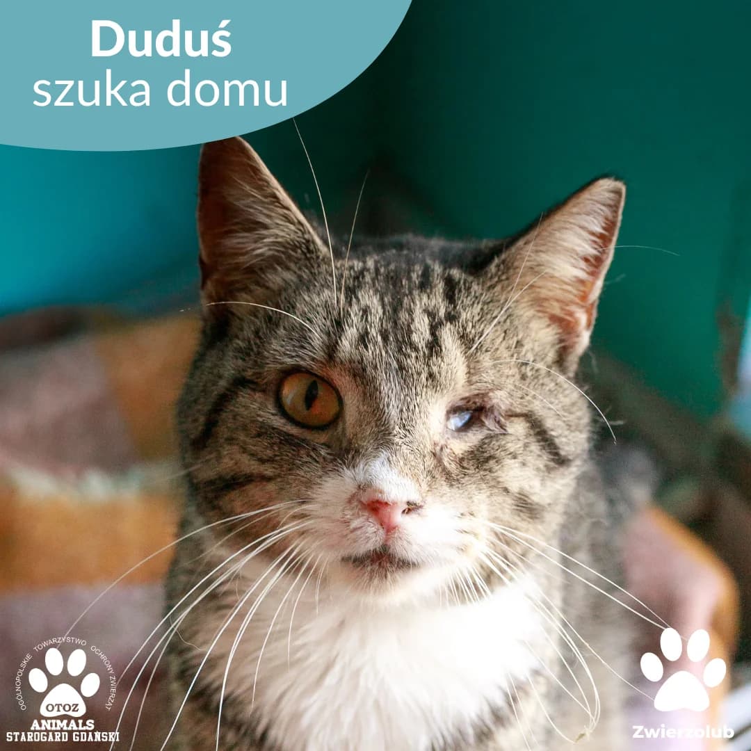 Duduś, male Mixed Breed for adoption at OTOZ Animals — Schronisko w Starogardzie Gdańskim