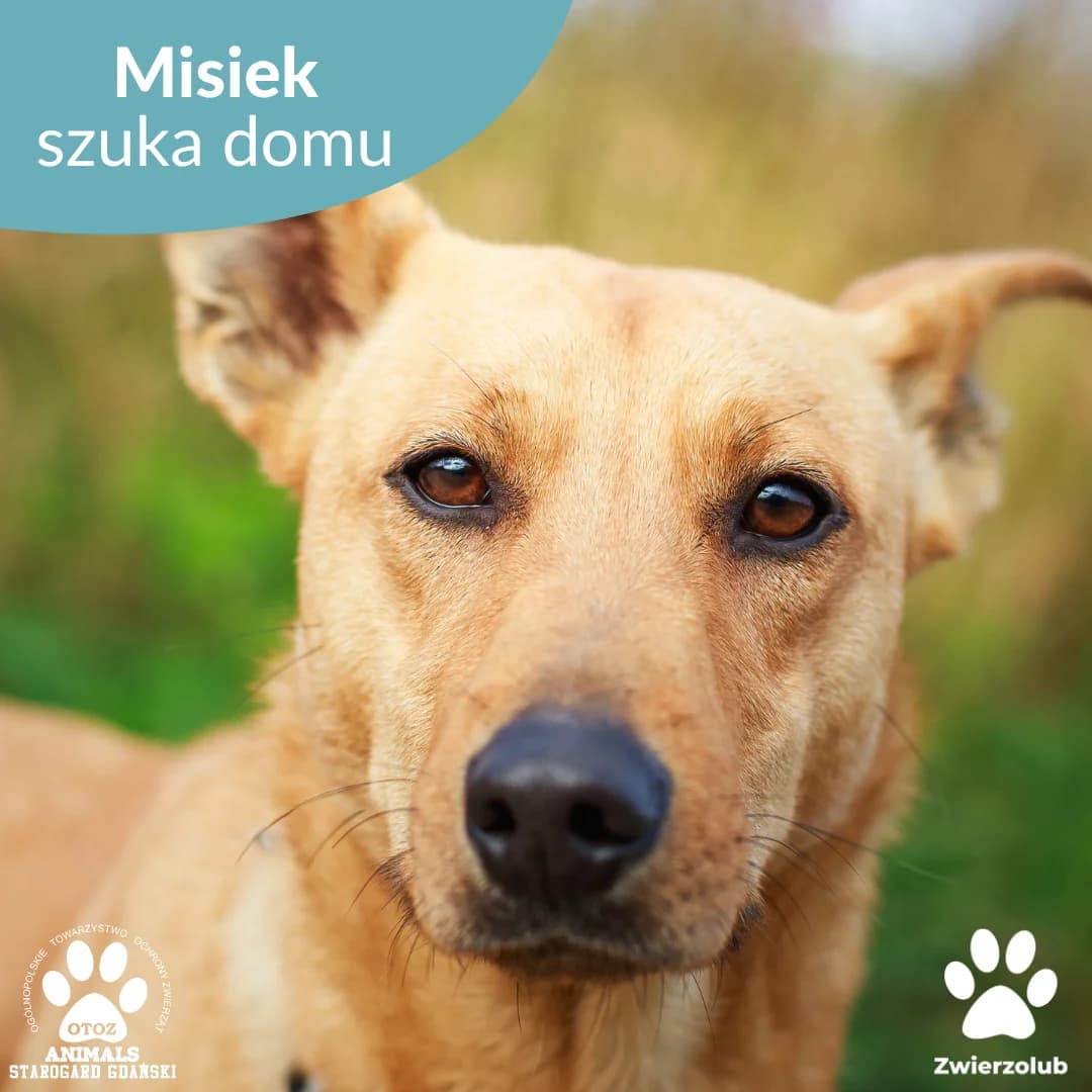 Misiek, male 5yo Mixed Breed for adoption at OTOZ Animals — Schronisko w Starogardzie Gdańskim