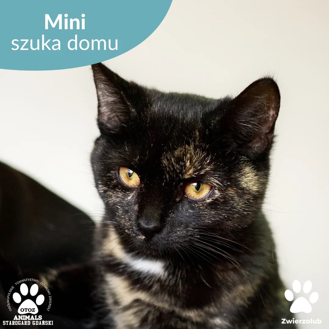Mini, female young Mixed Breed for adoption at OTOZ Animals — Schronisko w Starogardzie Gdańskim