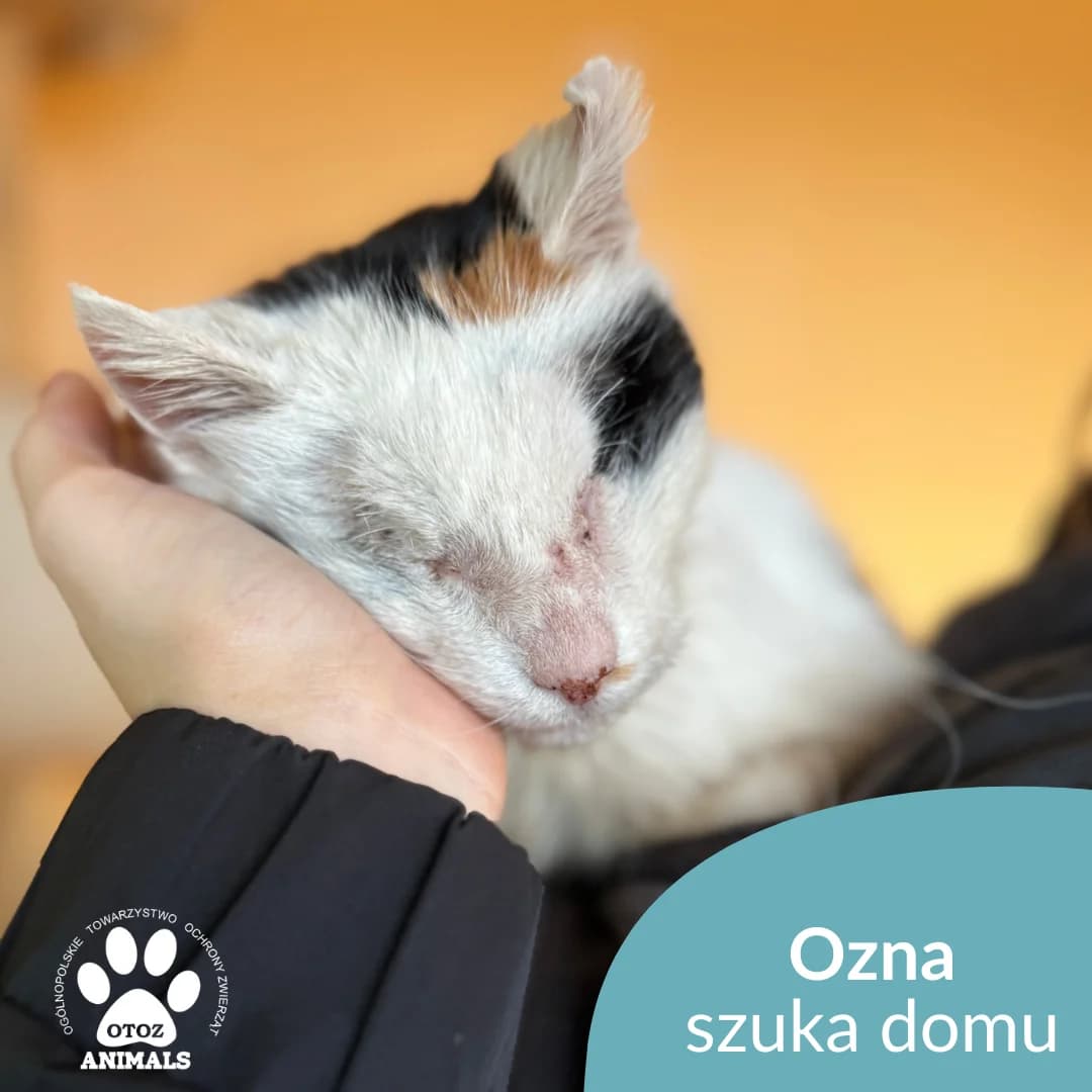 Ozna, female Mixed Breed for adoption at OTOZ Animals — Schronisko w Starogardzie Gdańskim