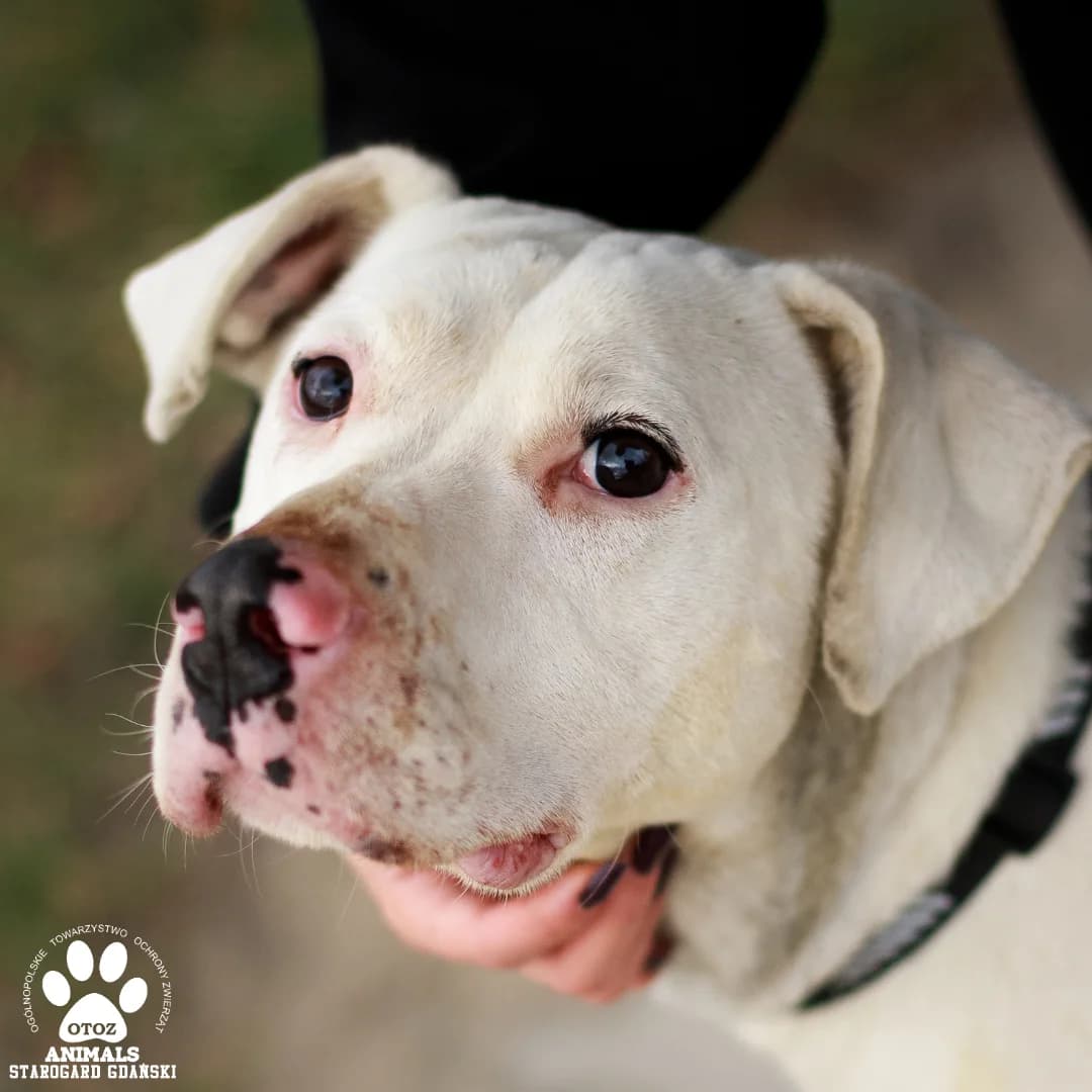 Yeti, male 5yo Mixed Breed for adoption at OTOZ Animals — Schronisko w Starogardzie Gdańskim