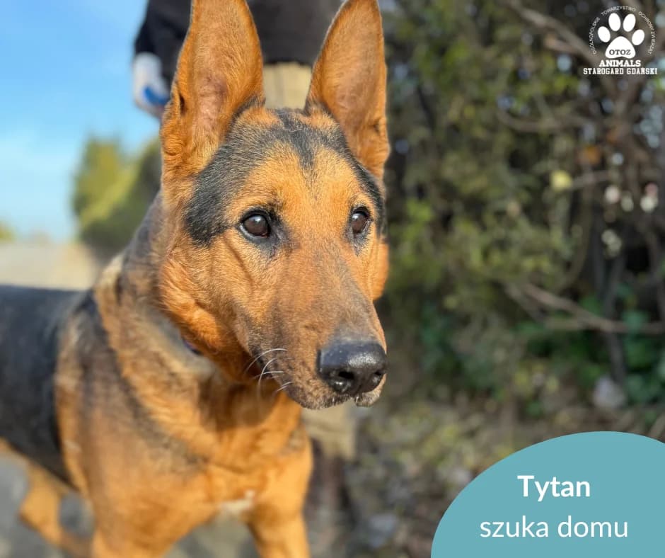 Tytan, male 5yo Mixed Breed for adoption at OTOZ Animals — Schronisko w Starogardzie Gdańskim