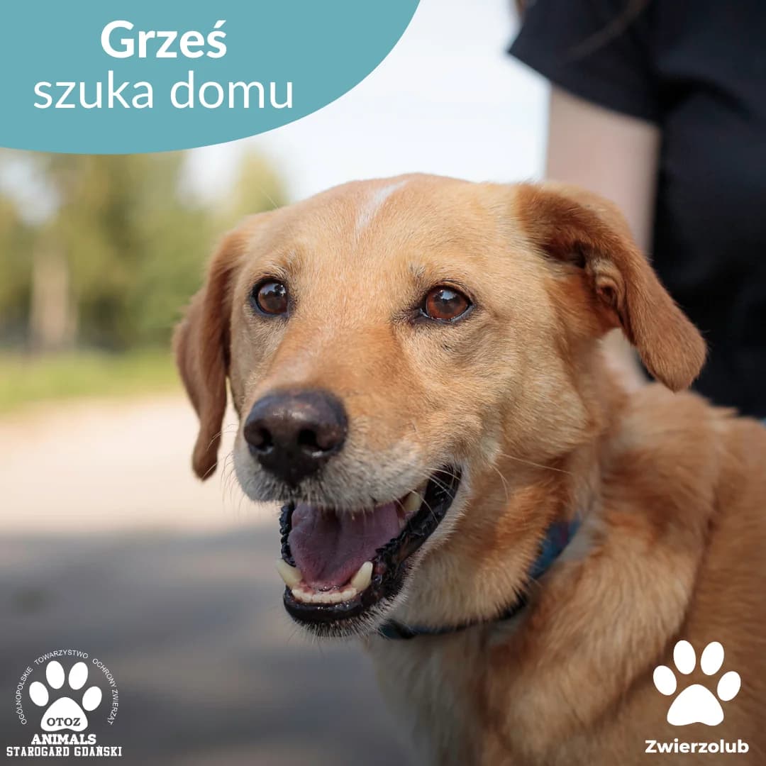 Grzesiek, male 5yo Mixed Breed for adoption at OTOZ Animals — Schronisko w Starogardzie Gdańskim