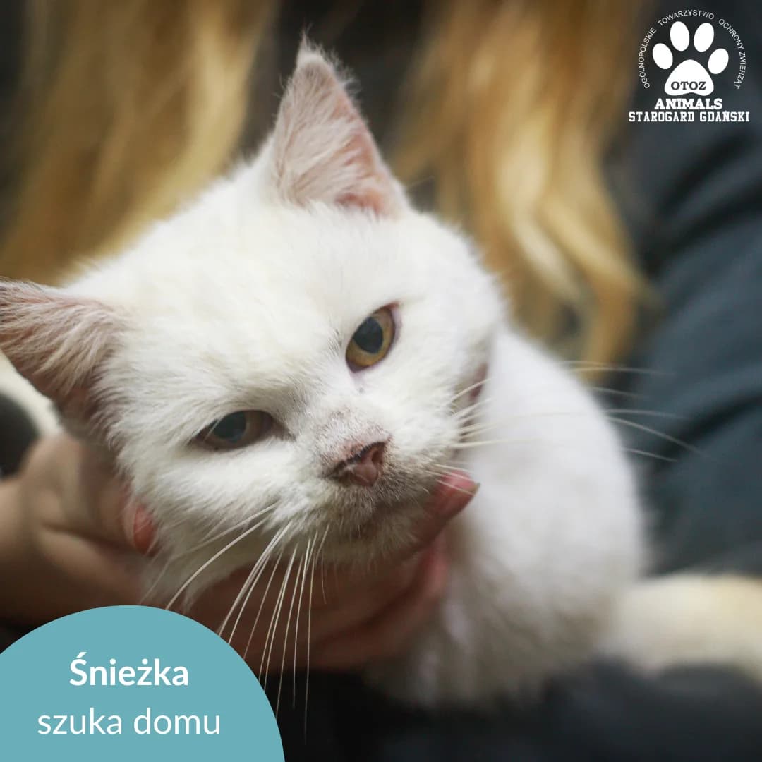 Śnieżka, female Mixed Breed for adoption at OTOZ Animals — Schronisko w Starogardzie Gdańskim