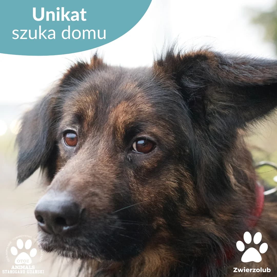 Unikat, male 5yo Mixed Breed for adoption at OTOZ Animals — Schronisko w Starogardzie Gdańskim