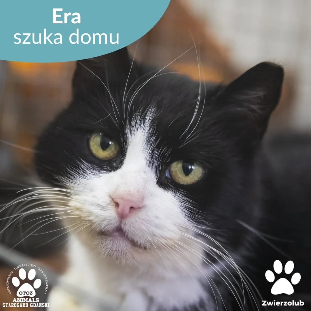 Era, female Mixed Breed for adoption at OTOZ Animals — Schronisko w Starogardzie Gdańskim